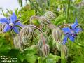 2002-0728Borage